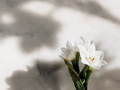 белый цветок на фоне стены