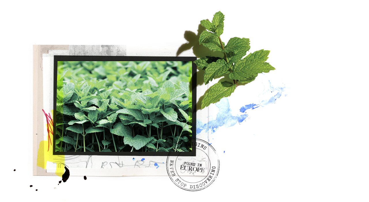 Масло зеленой мяты