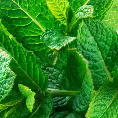 Масло зеленой мяты