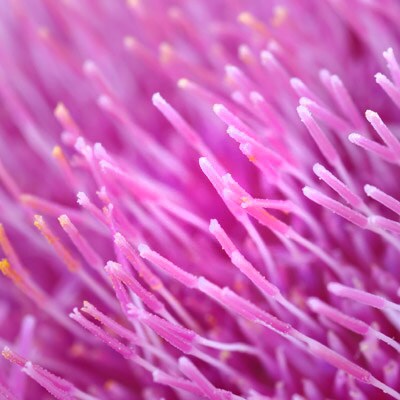 Комплекс из базилика священного и расторопши пятнистой