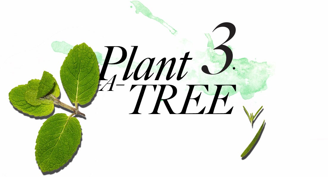 3. Plant A Tree